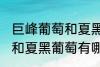 巨峰葡萄和夏黑葡萄的区别 巨峰葡萄和夏黑葡萄有哪些区别