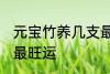 元宝竹养几支最旺运 元宝竹养多少支最旺运