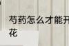 芍药怎么才能开花 如何养护芍药能开花