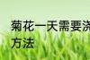 菊花一天需要浇几次水 菊花一天浇水方法