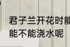 君子兰开花时能浇水吗 君子兰开花时能不能浇水呢