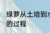 绿萝从土培到水培 绿萝从土培到水培的过程