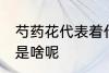 芍药花代表着什么意思 芍药花代表的是啥呢