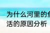 为什么河里的鱼养不活 河里的鱼养不活的原因分析