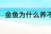 金鱼为什么养不活 金鱼为何养不活