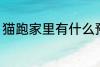 猫跑家里有什么预兆 猫跑家里的寓意