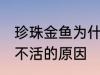 珍珠金鱼为什么总养不活 珍珠金鱼养不活的原因