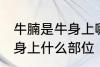 牛腩是牛身上哪个部位的肉 牛腩是牛身上什么部位