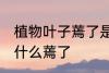 植物叶子蔫了是怎么回事 植物叶子为什么蔫了