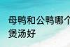 母鸭和公鸭哪个煲汤好 母鸭和公鸭谁煲汤好