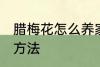 腊梅花怎么养家庭养法 腊梅花的养殖方法