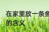 在家里放一条鱼有什么说法 养一条鱼的含义