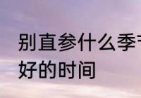 别直参什么季节吃最好 别直参食用最好的时间