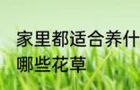 家里都适合养什么花草 家里都适合养哪些花草