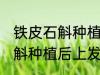 铁皮石斛种植后上羊粪可以吗 铁皮石斛种植后上发酵好的羊粪可以吗
