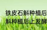 铁皮石斛种植后上羊粪可以吗 铁皮石斛种植后上发酵好的羊粪可以吗
