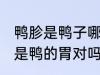 鸭胗是鸭子哪个部位的肉 鸭胗其实就是鸭的胃对吗