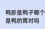 鸭胗是鸭子哪个部位的肉 鸭胗其实就是鸭的胃对吗