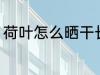 荷叶怎么晒干长久保存 荷叶如何晒干
