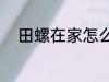 田螺在家怎么养 在家怎么养田螺