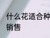 什么花适合种植销售 哪些花适合种植销售