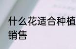 什么花适合种植销售 哪些花适合种植销售