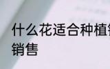 什么花适合种植销售 哪些花适合种植销售
