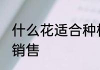 什么花适合种植销售 哪些花适合种植销售