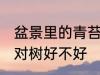 盆景里的青苔对树好吗 盆景里的青苔对树好不好