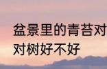 盆景里的青苔对树好吗 盆景里的青苔对树好不好