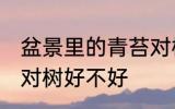 盆景里的青苔对树好吗 盆景里的青苔对树好不好