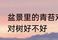 盆景里的青苔对树好吗 盆景里的青苔对树好不好