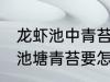 龙虾池中青苔用什么灭 养殖小龙虾的池塘青苔要怎么处理
