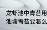 龙虾池中青苔用什么灭 养殖小龙虾的池塘青苔要怎么处理