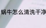 蜗牛怎么清洗干净 蜗牛如何清洗干净