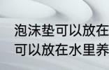 泡沫垫可以放在水里养吗 泡沫垫可不可以放在水里养吗