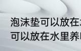 泡沫垫可以放在水里养吗 泡沫垫可不可以放在水里养吗