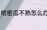 哈密瓜不熟怎么办 哈密瓜没熟怎么办