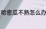 哈密瓜不熟怎么办 哈密瓜没熟怎么办
